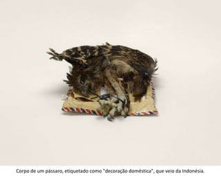Corpo de um pássaro, etiquetado como "decoração doméstica", que veio da Indonésia. 