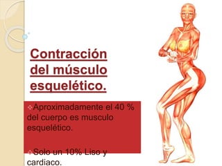 Contracción
del músculo
esquelético.
Aproximadamente el 40 %
del cuerpo es musculo
esquelético.
Solo un 10% Liso y
cardiaco.
 