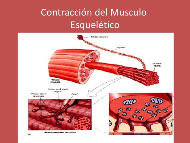 Mecanismo De Contraccion Del Musculo Estriado www.slideshare.net