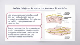 Anatomía fisiológica de las uniones neuromusculares del músculo liso
Las uniones neuromusculares del
tipo muy estructur...
