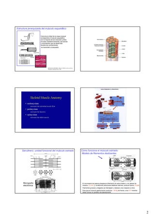 Estructura jerarquizada del músculo esquelético


             Muscle                           Cerca de la mitad de la masa corporal
                                              corresponde al músculo esquelético,
                                              con la mayoría de los músculos unidos
                                              al hueso mediante tendones; las fuerzas
                                              y movimientos que se desarrolan
 Muscle fibers                                durante las contracciones,
                                               se transmiten al esqueleto.
                                              .
                               Muscle fiber



                      Myofibril
      Sarcomere




                                                        Modified from McMahon, Muscles, Reflexes and Locomotion
                                                        Princeton University Press, 1984.




        Sarcómero: unidad funcional del músculo estriado                                                          Cómo funciona el músculo estriado:
                                                                                                                  Modelo de filamentos deslizantes
                      Z line




           Micrografía                                                                                             El movimiento de palanca desplaza el filamento de actina relativo a la cabeza de
           electrónica                                                                                             miosina (~5 nm), y, al deformar estructuras elásticas internas, produce fuerza (~5 pN).
                                                                                                                   Filamentos gruesos y delgados se interdigitan y deslizan unos respecto a otros
                                                                                                                   Para que el músculo gastrocnemio produzca ~ 45 Kg de fuerza, unos 1014 motores
                                                                                                                   deben actuar en paralelo simultáneamente.




                                                                                                                                                                                                             2
 