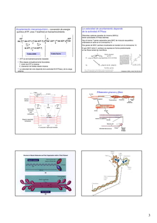 Acoplamiento mecanoquímico – conversión de energía                         La velocidad de acortamiento depende
química (ATP, unas 7 kcal/mol) en fuerza/movimiento.                       de la actividad ATPasa
                                                                           Diferentes cadenas pesadas de miosina (MHCs)
                                                                           tienen actividades ATPasa distintas.
                                                                           Hay al menos 7 genes separados para MHC de músculo esquelético
                                                                           ordenados en serie en el cromosoma 17.
                                                                           Dos genes de MHC cardíaco localizados en tandem en el cromosoma 14.
                                                                           El gen MHC lento β cardíaco se expresa en forma predominante
                                                                           en las fibras lentas de mamíferos

            Unión débil                     Unión fuerte

 • ATP es termodinámicamente inestable
 • Dos etapas energéticamente favorables:
  1. Unión de ATP a miosina
  2. Liberación de fosfato desde miosina
 • La velocidad del ciclo depende de la actividad M·ATPasa y de la carga
 externa.                                                                                                                  Goldspink (1999) J Anat 194:323-334.




                                                                                             Filamentos gruesos y finos




                                                                                                                                                                  3
 