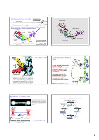 Miosina es un motor molecular                    Myosin is a hexamer:
                                                  2 myosin heavy chains
                                                  4 myosin light chains




 Cabeza de miosina: retiene todas las funciones de motor de la miosina,
 es decir, la abilidad de producir fuerza y movimiento.




                                                           Estructura cristalina del
                                                          fragmento S1 de miosina

         NH2-terminal catalytic   neck region/lever arm           Ruegg et al., (2002)
           (motor) domain                                 News Physiol Sci 17:213-218.




                                              Vale & Milligan (2000) Science 288: 88      Modelo hipotético del brazo
                                                                                          móvil


                                                                                          El golpe de trabajo se produce por
                                                                                          apertura y cierre del
                                                                                          Sitio activo, resultando en rotación
                                                                                          de la región regulatoria (cuello)
                                                                                          en torno a una bisagra (región                     Power Stroke
                                                                                          convertidora)

                                                                                          Cambios de menos de 1 nm
                                                                                          en el sitio activo se amplifican
                                                                                          mediante engranajes hasta
                                                                                          desplazamientos de 5-10 nm
                                                                                          en el extremo del brazo articulado


                                                                                         Ruegg et al., (2002) News Physiol Sci 17:213-218.




Experimentos de molécula única




                                                  Ruegg et al., NIPS 17: 213




                                                                                                                                                            4
 