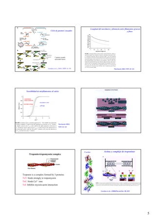 Longitud del sarcómero y distancia entre filamentos gruesos
                                         Ciclo de puentes cruzados                                                              y finos




                                             f: puente cruzado
                                             ejerciendo fuerza




                                    Gordon et al., (2001) NIPS 16: 49                                            MacIntosh (2003) NIPS 18: 222




     Sensibilidad de miofilamentos al calcio


 - fosforilación
 cadena regulatoria
                      -sarcómero corto
 -sarcómero largo
                      - pH bajo




                                                  MacIntosh (2003)
                                                  NIPS 18: 222




                                                                        F-actina                   Actina y complejo de troponinas
           Troponin-tropomyosin complex




Troponin is a complex formed by 3 proteins:
TnT: binds strongly to tropomyosin
TnC: binds Ca2+ ions
TnI: Inhibits myosin-actin interaction

                                                                                               Gordon et al., (2000)Physiol Rev 80: 853




                                                                                                                                                 5
 