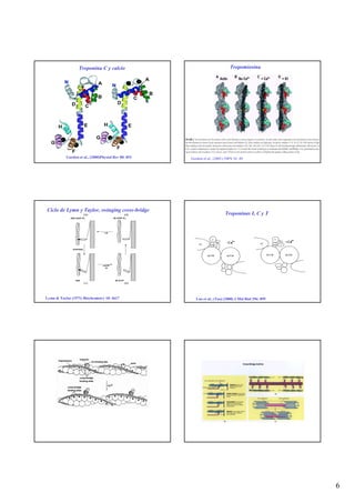 Troponina C y calcio                                        Tropomiosina




           Gordon et al., (2000)Physiol Rev 80: 853   Gordon et al., (2001) NIPS 16: 49




Ciclo de Lymn y Taylor, swinging cross-bridge
                                                                           Troponinas I, C y T




Lymn & Taylor (1971) Biochemistry 10: 4617               Luo et al., (Tao) (2000) J Mol Biol 296: 899




                                                                                                        6
 