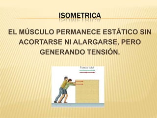 ISOMETRICA

EL MÚSCULO PERMANECE ESTÁTICO SIN
   ACORTARSE NI ALARGARSE, PERO
       GENERANDO TENSIÓN.
 