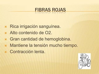 FIBRAS ROJAS


   Rica irrigación sanguínea.
   Alto contenido de O2.
   Gran cantidad de hemoglobina.
   Mantiene la tensión mucho tiempo.
   Contracción lenta.
 