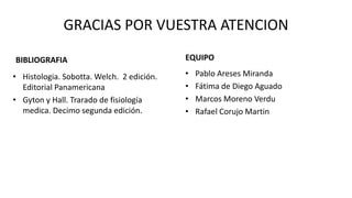 GRACIAS POR VUESTRA ATENCION
BIBLIOGRAFIA
• Histologia. Sobotta. Welch. 2 edición.
Editorial Panamericana
• Gyton y Hall. Trarado de fisiología
medica. Decimo segunda edición.

EQUIPO
•
•
•
•

Pablo Areses Miranda
Fátima de Diego Aguado
Marcos Moreno Verdu
Rafael Corujo Martin

 