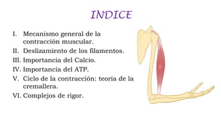 INDICE
I. Mecanismo general de la
contracción muscular.
II. Deslizamiento de los filamentos.
III. Importancia del Calcio.
IV. Importancia del ATP.
V. Ciclo de la contracción: teoría de la
cremallera.
VI. Complejos de rigor.

 