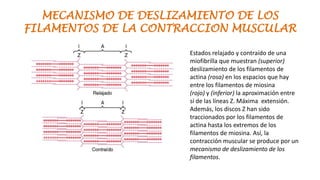 MECANISMO DE DESLIZAMIENTO DE LOS
FILAMENTOS DE LA CONTRACCION MUSCULAR
Estados relajado y contraído de una
miofibrilla que muestran (superior)
deslizamiento de los filamentos de
actina (rosa) en los espacios que hay
entre los filamentos de miosina
(rojo) y (inferior) la aproximación entre
sí de las líneas Z. Máxima extensión.
Además, los discos Z han sido
traccionados por los filamentos de
actina hasta los extremos de los
filamentos de miosina. Así, la
contracción muscular se produce por un
mecanismo de deslizamiento de los
filamentos.

 