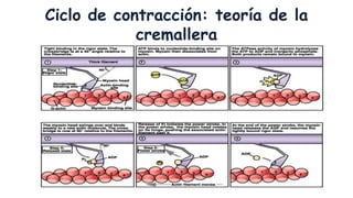Ciclo de contracción: teoría de la
cremallera

 