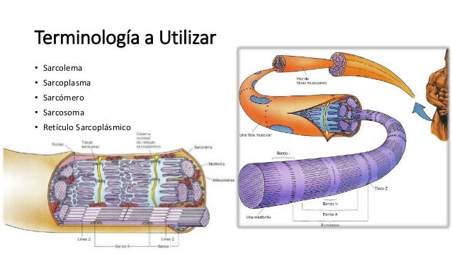 Fisiología - Contracción muscular (Sarcomero, Actina ...