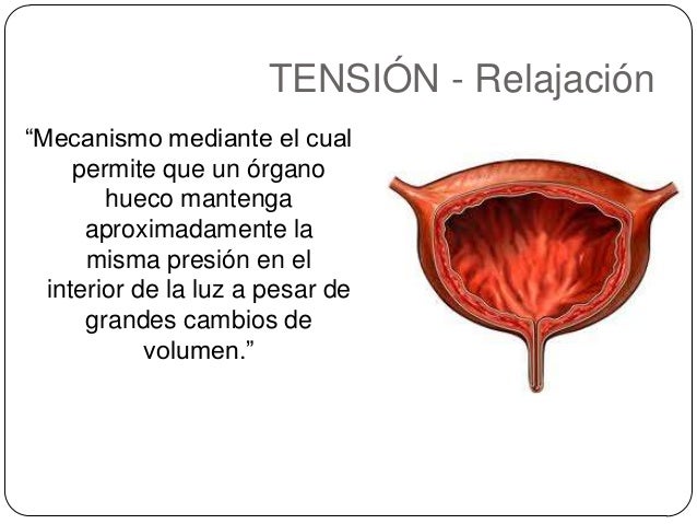 Resultado de imagen para tension relajacion del musculo liso gifs
