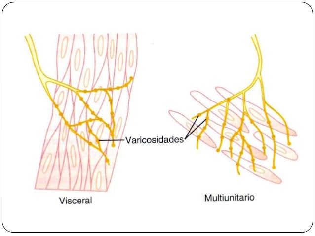 Resultado de imagen para INERVACION DEL MUSCULO LISO