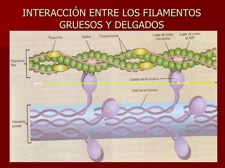 Contraccion 2