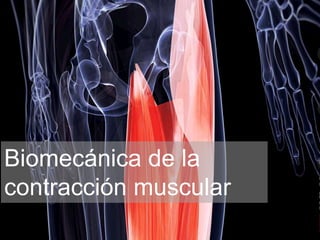 Biomecánica de la
contracción muscular
 
