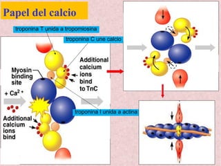 Papel del calcio
troponina T unida a tropomiosina
troponina I unida a actina
troponina C une calcio
 