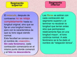 Las fibras se estiran con
cada contracción del
segmento superior y al
terminar no recobran la
longitud que tenían antes
sino que permanecen
relativamente fijas en una
longitud mayor ; el tono
continúa normal. A este
fenómeno se le ha dado el
nombre de “relajación tónica”.
Segmento
superior
Segmento
inferior
El músculo, después de
contraerse no se relaja
completamente hasta su
longitud original, sino que se
fija en una longitud menor,
pero con la característica de
que su tono sigue siendo
normal.
Esta facultad se conoce con
el nombre de «reacción».
Sin este fenómeno, cada
contracción comenzaría en el
mismo punto donde comenzó
y el feto no descendería.
El músculo, después de
contraerse no se relaja
completamente hasta su
longitud original, sino que se
fija en una longitud menor,
pero con la característica de
que su tono sigue siendo
normal.
Esta facultad se conoce con
el nombre de «reacción».
Sin este fenómeno, cada
contracción comenzaría en el
mismo punto donde comenzó
y el feto no descendería.
 