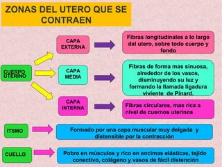 ZONAS DEL UTERO QUE SE
CONTRAEN
CUERPO
UTERINO
CAPA
EXTERNA
CAPA
MEDIA
Formado por una capa muscular muy delgada y
distensible por la contracción
Fibras de forma mas sinuosa,
alrededor de los vasos,
disminuyendo su luz y
formando la llamada ligadura
viviente de Pinard.
Fibras longitudinales a lo largo
del utero, sobre todo cuerpo y
fondo
ITSMO
Fibras circulares, mas rica a
nivel de cuernos uterinos
CAPA
INTERNA
CUELLO Pobre en músculos y rico en encimas elásticas, tejido
conectivo, colágeno y vasos de fácil distención
 