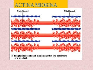 ACTINA MIOSINA
 
