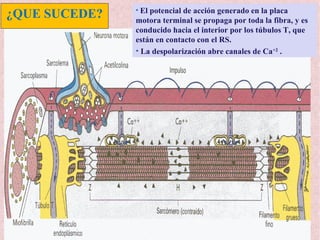 • El potencial de acción generado en la placa
motora terminal se propaga por toda la fibra, y es
conducido hacia el interior por los túbulos T, que
están en contacto con el RS.
• La despolarización abre canales de Ca+2
.
¿QUE SUCEDE?
 