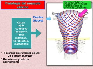 Células
(Haces)
Fisiología del músculo
uterino
 Favorece estiramiento celular
20 a 60 µm longitud
 Permite un grado de
a...