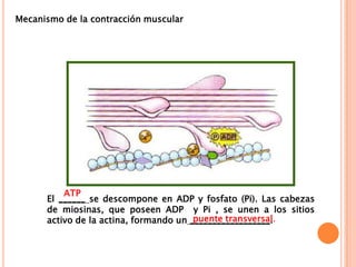 El ______ se descompone en ADP y fosfato (Pi). Las cabezas
de miosinas, que poseen ADP y Pi , se unen a los sitios
activo de la actina, formando un __________________.
ATP
puente transversal.
Mecanismo de la contracción muscular
 