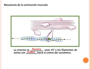 La miosina se ___________ unos 45° y los filamentos de
actina son _________ hacia el centro del sarcómero.
flexiona
tirados
Mecanismo de la contracción muscular
 