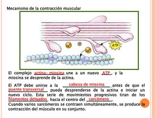 El complejo _______________ une a un nuevo _____, y la
miosina se desprende de la actina.
El ATP debe unirse a la ________________________ antes de que el
____________________ pueda desprenderse de la actina e iniciar un
nuevo ciclo. Esta serie de movimientos progresivos tiran de los
____________________ hacia el centro del _____________.
Cuando varios sarcómeros se contraen simultáneamente, se produce la
contracción del músculo en su conjunto.
actina- miosina ATP
cabeza de miosina
puente transversal
filamentos delgados sarcómero
Mecanismo de la contracción muscular
 