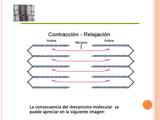 La consecuencia del mecanismo molecular se
puede apreciar en la siguiente imagen:
 