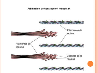 Animación de contracción muscular.
 