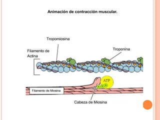 Animación de contracción muscular.
 