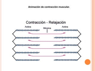 Animación de contracción muscular.
 