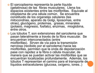  El sarcoplasma representa la parte líquida
(gelatinosa) de las fibras musculares. Llena los
espacios existentes entre las miofibrillas. Equivale al
citoplasma de una célula común. Se encuentra
constituido de los organelas celulares (las
mitocondrias, aparato de Golgi, liposomas, entre
otras), glucógeno, proteínas, grasas, minerales
(potasio, magnesio, fosfato), enzimas, mioglobina,
entre otros.
 Los túbulos T, son extensiones del sarcolema que
pasan lateralmente a través de la fibra muscular. Se
encuentran interconectados (entre
miofibrillas). Sirven de vía para la transmisión
nerviosa (recibido por el sarcolema) hacia las
miofibrillas, permiten que la onda de depolarización
pase con rapidez a la fibra o célula muscular, de
manera que se puedan activar las miofibrillas que se
encuentran localizadas profundamente. Además, los
túbulos T representan el camino para el transporte de
líquidos extracelulares (glucosa, oxígeno, iones..)
 