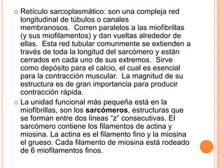  Retículo sarcoplasmático: son una compleja red
longitudinal de túbulos o canales
membranosos. Corren paralelos a las miofibrillas
(y sus miofilamentos) y dan vueltas alrededor de
ellas. Esta red tubular comunmente se extienden a
través de toda la longitud del sarcómero y están
cerrados en cada uno de sus extremos. Sirve
como depósito para el calcio, el cual es esencial
para la contracción muscular. La magnitud de su
estructura es de gran importancia para producir
contracción rápida.
 La unidad funcional más pequeña está en la
miofibrillas, son los sarcómeros, estructuras que
se forman entre dos lineas “z” consecutivas. El
sarcómero contiene los filamentos de actina y
miosina. La actina es el filamento fino y la miosina
el grueso. Cada filamento de miosina está rodeado
de 6 miofilamentos finos.
 