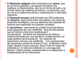  El filamento delgado está compuesto por actina, que
es de forma globular y se agrupo formando dos
cadenas; la tropomiosina, que es en forma de tubo y se
enrolla sobre las cadenas de actina y la troponina, que
se une a la cadena de actina y tropomiosina a intervalos
regulares.
 El filamento grueso está formado por 200 moléculas
de miosina, cuya forma tiene dos partes, dos colas de
proteínas enrolladas y en sus extremos las cabezas de
miosina que realizarán los puentes cruzados.
 El sarcómero : representa la unidad funcional básica
(más pequeña) de una miofibrilla. Son las estructuras
que se forman entre dos membranas Z
consecutivas. Contiene los filamentos de actina y
miosina (formada por una banda A y media banda I en
cada extremo de la banda A). Un conjunto de
sarcómeros forman una miofibrilla. Los componentes
del sarcómero (entre las líneas Z) son, la Banda I (zona
clara), Banda A (zona oscura), Zona H (en el medio de
la Banda A), el resto de la Banda A y una segunda
Banda I. Estas bandas corresponden a la disposición y
solapamiento de los filamentos.
 