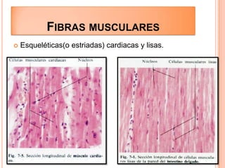 FIBRAS MUSCULARES
 Esqueléticas(o estriadas) cardiacas y lisas.
 