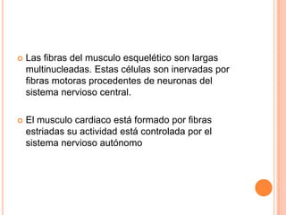  Las fibras del musculo esquelético son largas
multinucleadas. Estas células son inervadas por
fibras motoras procedentes de neuronas del
sistema nervioso central.
 El musculo cardiaco está formado por fibras
estriadas su actividad está controlada por el
sistema nervioso autónomo
 