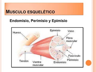 MUSCULO ESQUELÉTICO
Endomisio, Perimisio y Epimisio
 