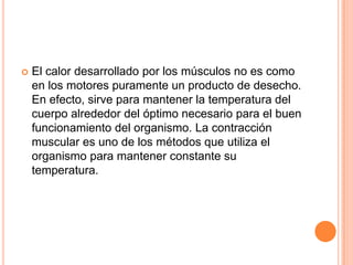  El calor desarrollado por los músculos no es como
en los motores puramente un producto de desecho.
En efecto, sirve para mantener la temperatura del
cuerpo alrededor del óptimo necesario para el buen
funcionamiento del organismo. La contracción
muscular es uno de los métodos que utiliza el
organismo para mantener constante su
temperatura.
 