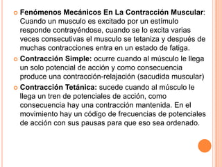  Fenómenos Mecánicos En La Contracción Muscular:
Cuando un musculo es excitado por un estímulo
responde contrayéndose, cuando se lo excita varias
veces consecutivas el musculo se tetaniza y después de
muchas contracciones entra en un estado de fatiga.
 Contracción Simple: ocurre cuando al músculo le llega
un solo potencial de acción y como consecuencia
produce una contracción-relajación (sacudida muscular)
 Contracción Tetánica: sucede cuando al músculo le
llega un tren de potenciales de acción, como
consecuencia hay una contracción mantenida. En el
movimiento hay un código de frecuencias de potenciales
de acción con sus pausas para que eso sea ordenado.
 