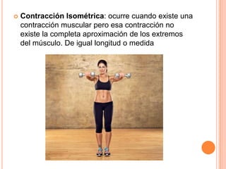  Contracción Isométrica: ocurre cuando existe una
contracción muscular pero esa contracción no
existe la completa aproximación de los extremos
del músculo. De igual longitud o medida
 