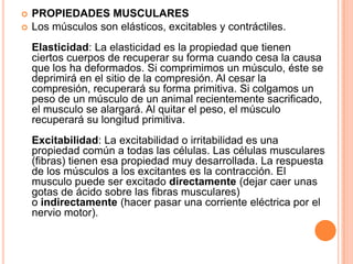  PROPIEDADES MUSCULARES
 Los músculos son elásticos, excitables y contráctiles.
Elasticidad: La elasticidad es la propiedad que tienen
ciertos cuerpos de recuperar su forma cuando cesa la causa
que los ha deformados. Si comprimimos un músculo, éste se
deprimirá en el sitio de la compresión. Al cesar la
compresión, recuperará su forma primitiva. Si colgamos un
peso de un músculo de un animal recientemente sacrificado,
el musculo se alargará. Al quitar el peso, el músculo
recuperará su longitud primitiva.
Excitabilidad: La excitabilidad o irritabilidad es una
propiedad común a todas las células. Las células musculares
(fibras) tienen esa propiedad muy desarrollada. La respuesta
de los músculos a los excitantes es la contracción. El
musculo puede ser excitado directamente (dejar caer unas
gotas de ácido sobre las fibras musculares)
o indirectamente (hacer pasar una corriente eléctrica por el
nervio motor).
 
