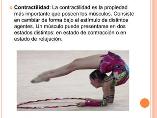  Contractilidad: La contractilidad es la propiedad
más importante que poseen los músculos. Consiste
en cambiar de forma bajo el estímulo de distintos
agentes. Un músculo puede presentarse en dos
estados distintos: en estado de contracción o en
estado de relajación.
 