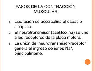 1. Liberación de acetilcolina al espacio
sináptico.
2. El neurotransmisor (acetilcolina) se une
a los receptores de la placa motora.
3. La unión del neurotransmisor-receptor
genera el ingreso de iones Na+,
principalmente.
PASOS DE LA CONTRACCIÓN
MUSCULAR
 
