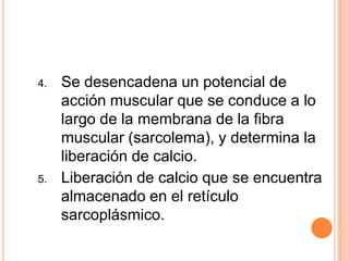 4. Se desencadena un potencial de
acción muscular que se conduce a lo
largo de la membrana de la fibra
muscular (sarcolema), y determina la
liberación de calcio.
5. Liberación de calcio que se encuentra
almacenado en el retículo
sarcoplásmico.
 