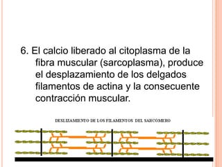 6. El calcio liberado al citoplasma de la
fibra muscular (sarcoplasma), produce
el desplazamiento de los delgados
filamentos de actina y la consecuente
contracción muscular.
 