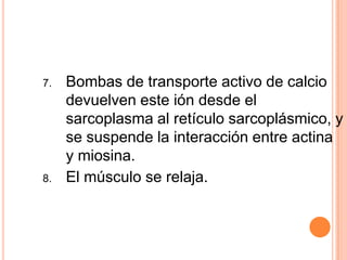 7. Bombas de transporte activo de calcio
devuelven este ión desde el
sarcoplasma al retículo sarcoplásmico, y
se suspende la interacción entre actina
y miosina.
8. El músculo se relaja.
 