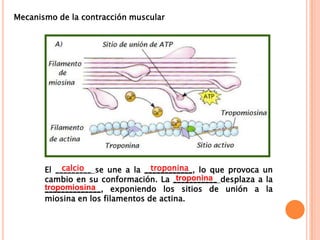 El _________ se une a la ____________, lo que provoca un
cambio en su conformación. La ___________ desplaza a la
______________, exponiendo los sitios de unión a la
miosina en los filamentos de actina.
calcio troponina
troponina
tropomiosina
Mecanismo de la contracción muscular
 