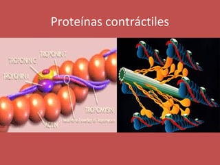 Proteínas contráctiles 
 